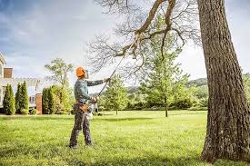 How Our Tree Care Process Works  in  Orange, CA