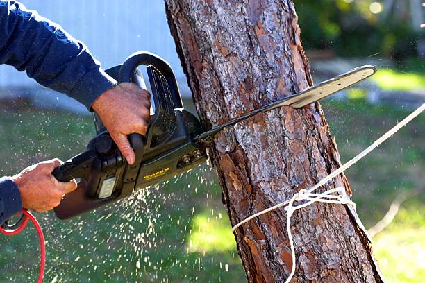 Best Commercial Tree Services  in Orange, CA